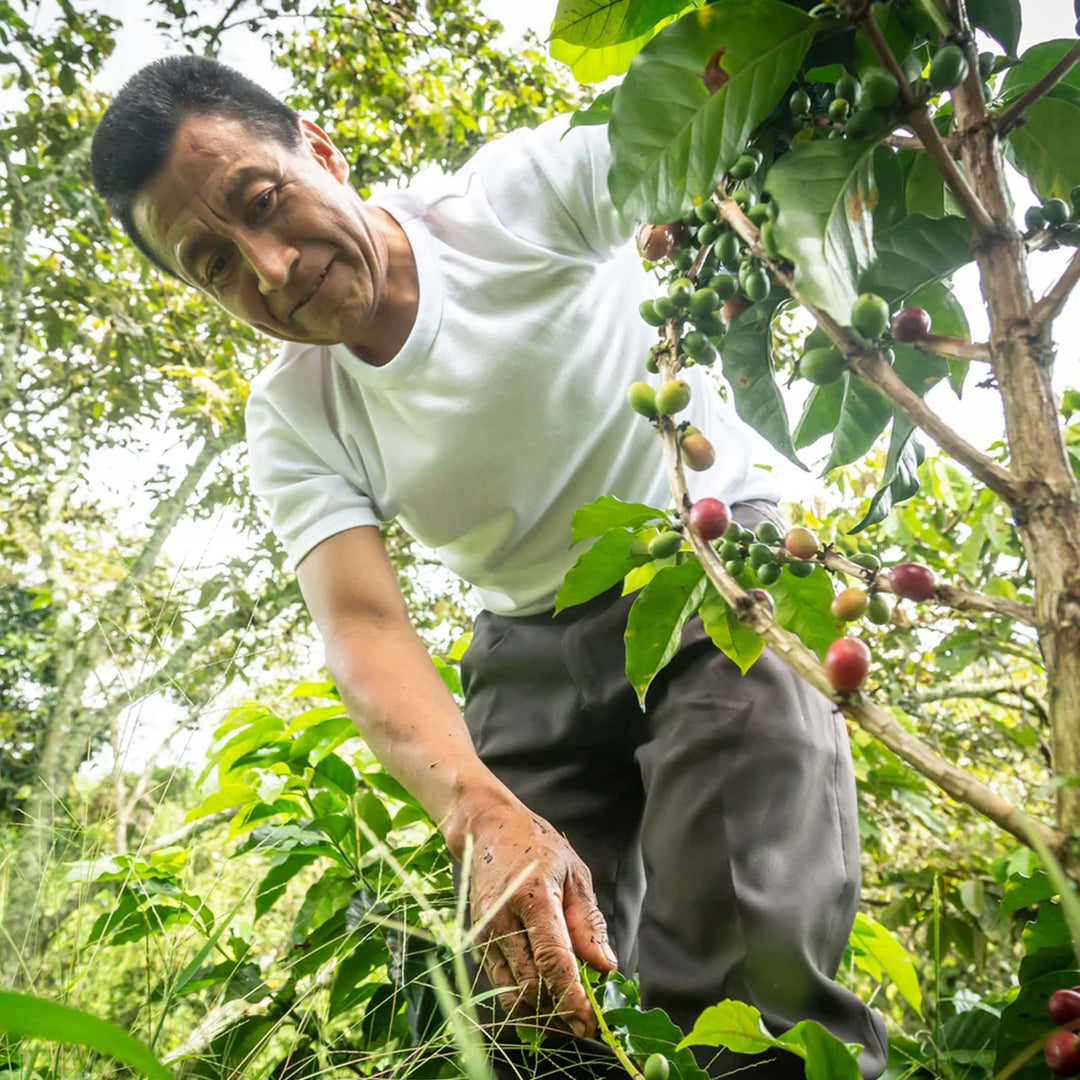 Colombia San Lorenzo