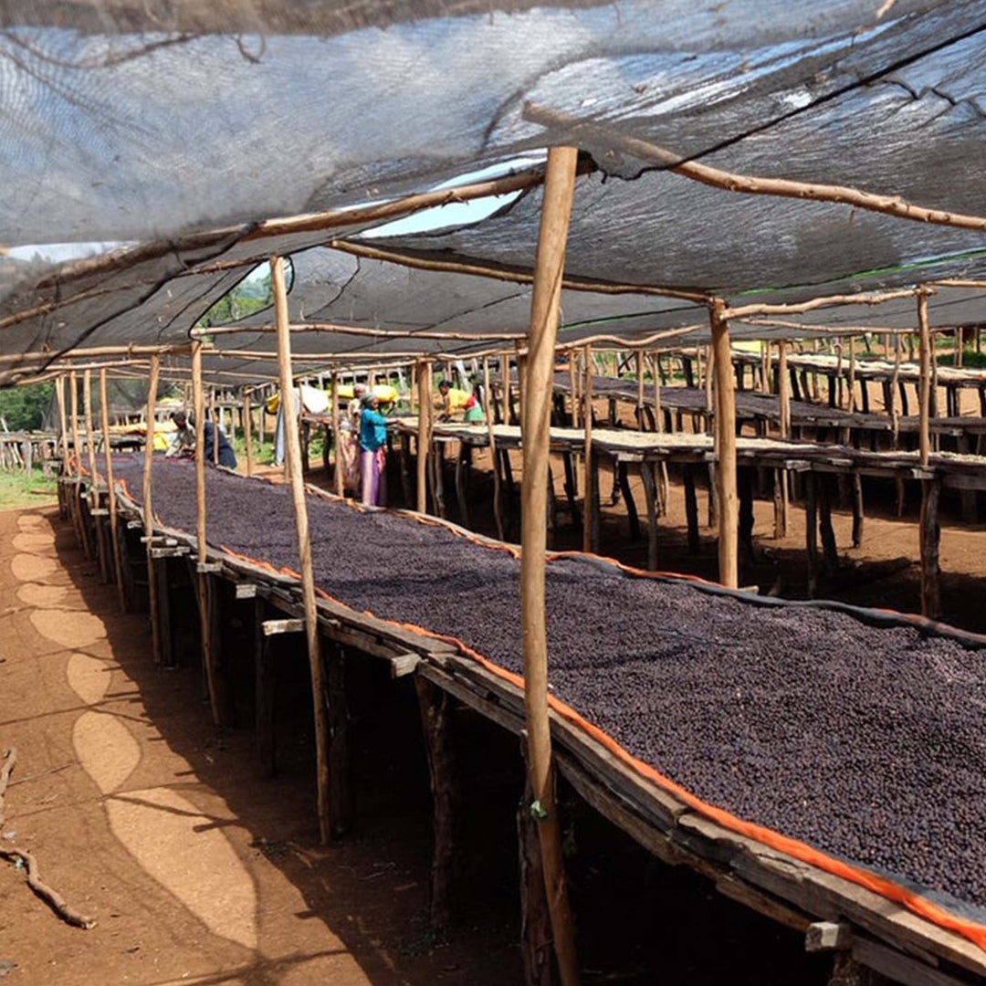 Ethiopia Bekele Kechara