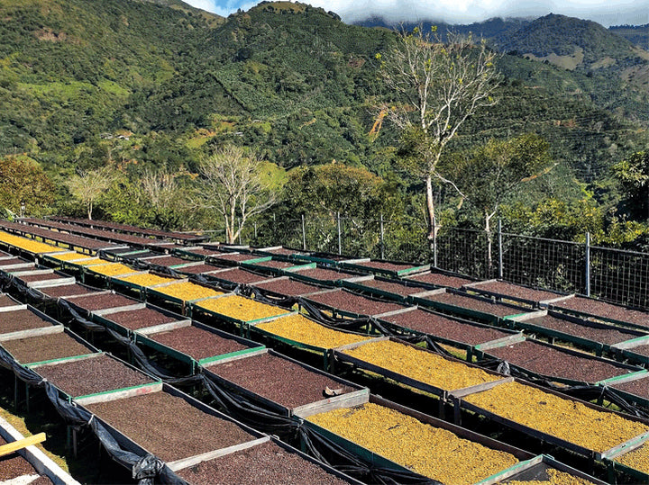 Costa Rica Finca Monte — Sweet & Lively Single Origin