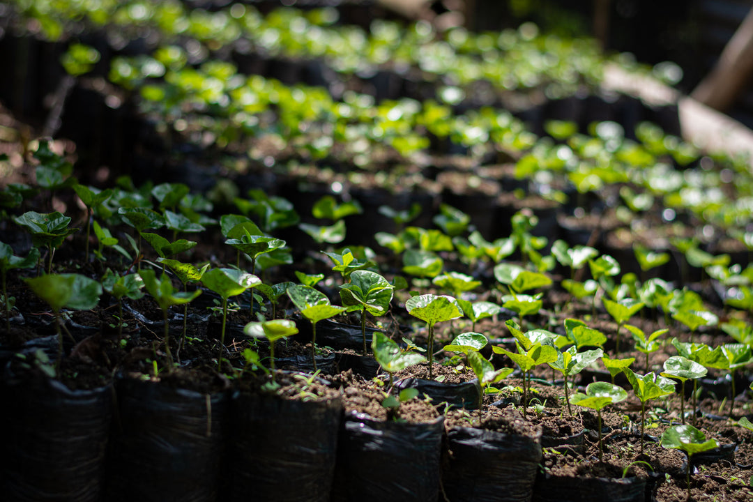 Colombia Magdalena — Sweet & Balanced Single Origin