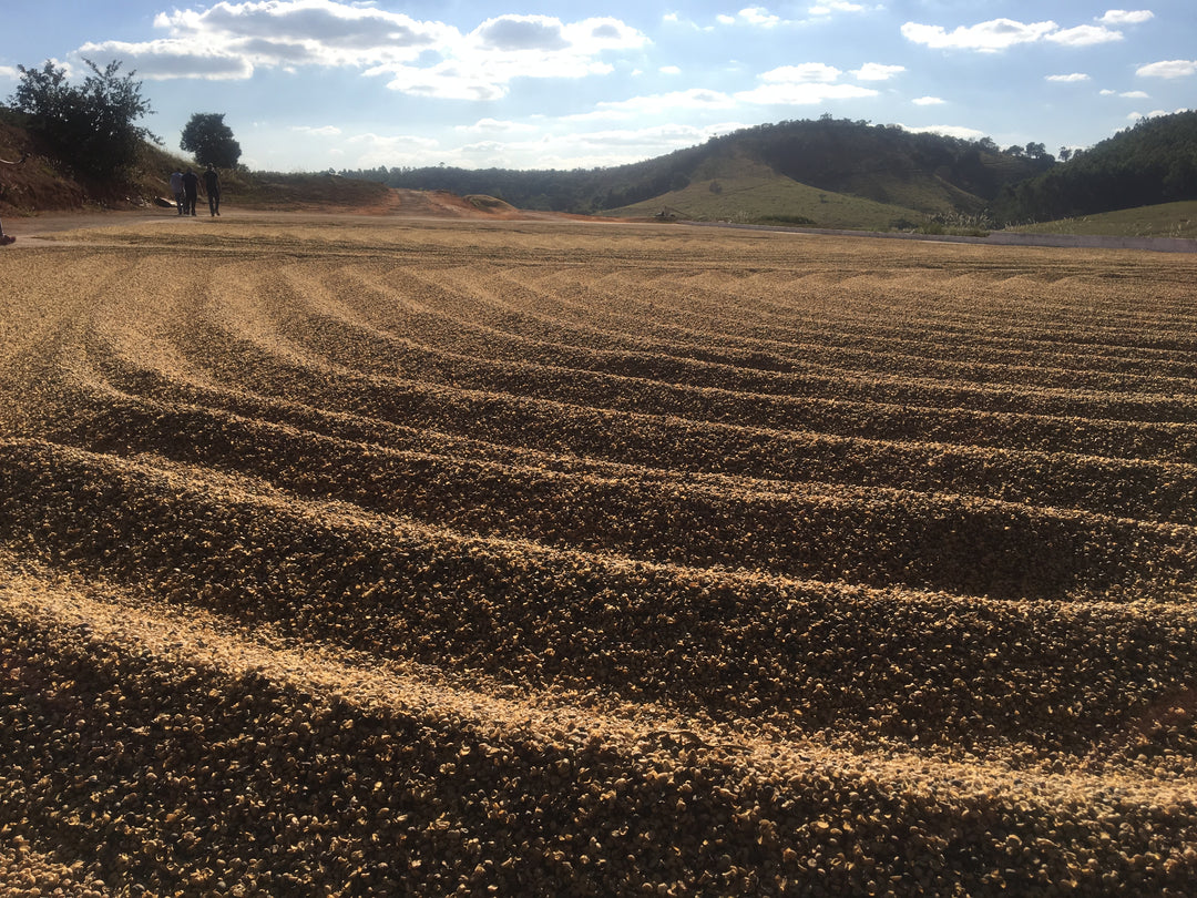 Brazil Castanhas — Nutty & Smooth Single Origin