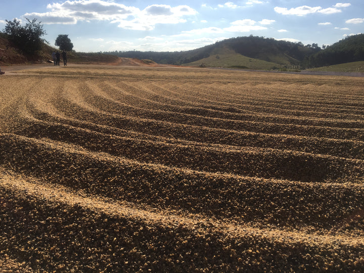 Brazil Castanhas — Nutty & Smooth Single Origin