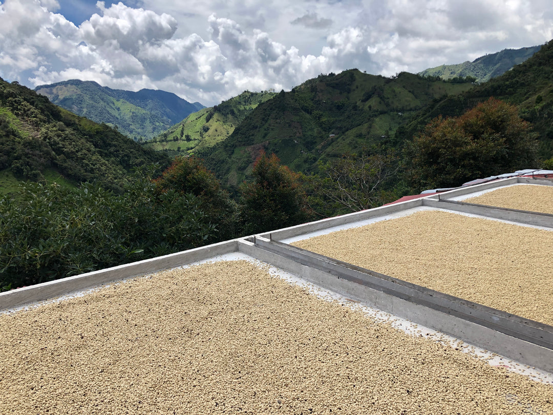 Colombia Magdalena — Sweet & Balanced Single Origin