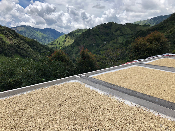 Colombia Magdalena — Sweet & Balanced Single Origin